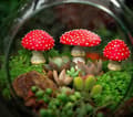 Miniatyrbild 2 av 3: Trädgårdssvamp