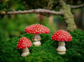 Miniatyrbild 1 av 3: Trädgårdssvamp