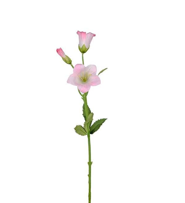 Campanula Rosa