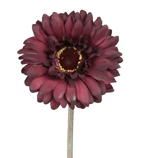 Gerbera Lila