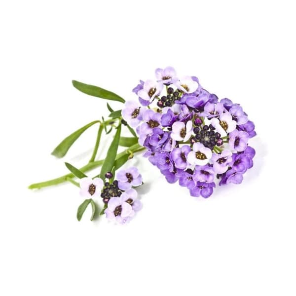 Click and Grow - Smart Garden Refill 3-pack Sweet Alyssum