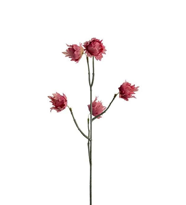 Eternel Rosa