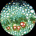 Pikkukuva 2 / 4: Mikroskooppi 40X-1000X