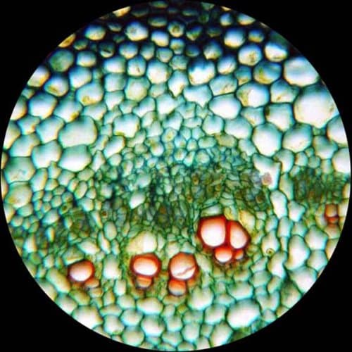 Mikroskooppi 40X-1000X