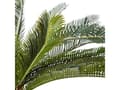 Miniatyrbild 3 av 3: Atmosphera Palmträd i kruka 68 cm