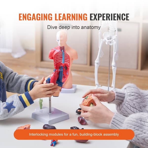 Ihmisen anatomiamalli, aivot, vartalo, sydän, luuranko – käytännölliset 3D-opetusvälineet opiskelijoille ja lapsille.
