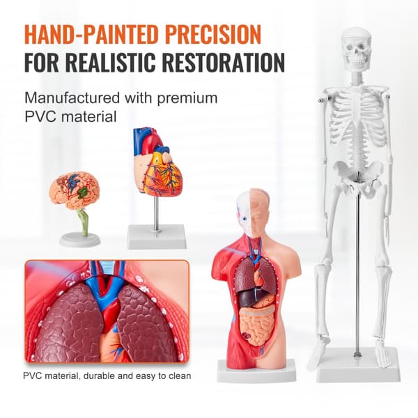Ihmisen anatomiamalli, aivot, vartalo, sydän, luuranko – käytännölliset 3D-opetusvälineet opiskelijoille ja lapsille.