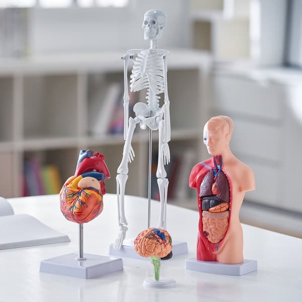 Ihmisen anatomiamalli, aivot, vartalo, sydän, luuranko – käytännölliset 3D-opetusvälineet opiskelijoille ja lapsille.