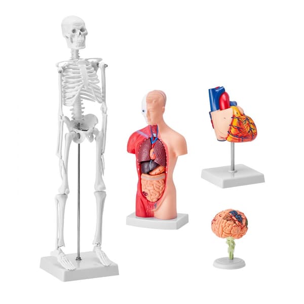 Ihmisen anatomiamalli, aivot, vartalo, sydän, luuranko – käytännölliset 3D-opetusvälineet opiskelijoille ja lapsille.