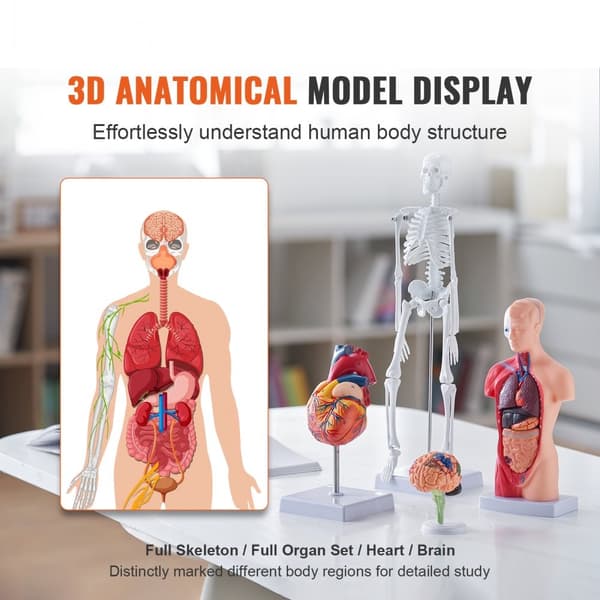 Ihmisen anatomiamalli, aivot, vartalo, sydän, luuranko – käytännölliset 3D-opetusvälineet opiskelijoille ja lapsille.
