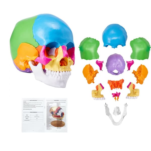 Menneskelig kraniemodel i 22 dele, anatomisk, malet i naturlig størrelse. Aftagelig model til undervisning og forskning.