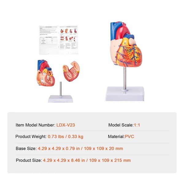 Ihmissydänmalli, 2-osainen, 1:1 anatomisesti tarkka, magneettinen, oppimisnäyttö.