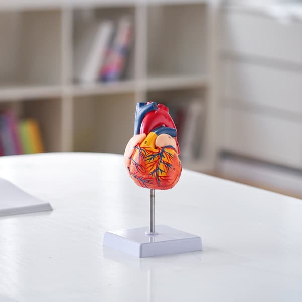 Ihmissydänmalli, 2-osainen, 1:1 anatomisesti tarkka, magneettinen, oppimisnäyttö.