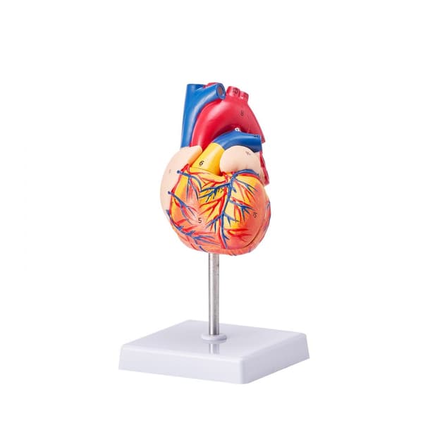 Ihmissydänmalli, 2-osainen, 1:1 anatomisesti tarkka, magneettinen, oppimisnäyttö.
