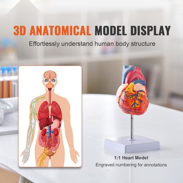 Ihmissydänmalli, 2-osainen, 1:1 anatomisesti tarkka, magneettinen, oppimisnäyttö.