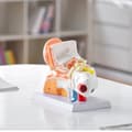 Miniatyrbild 8 av 9: Anatomimodell av mänskligt öra, 3 delar, 5x förstoring. Professionell PVC-modell för utbildning och fysiologistudier.