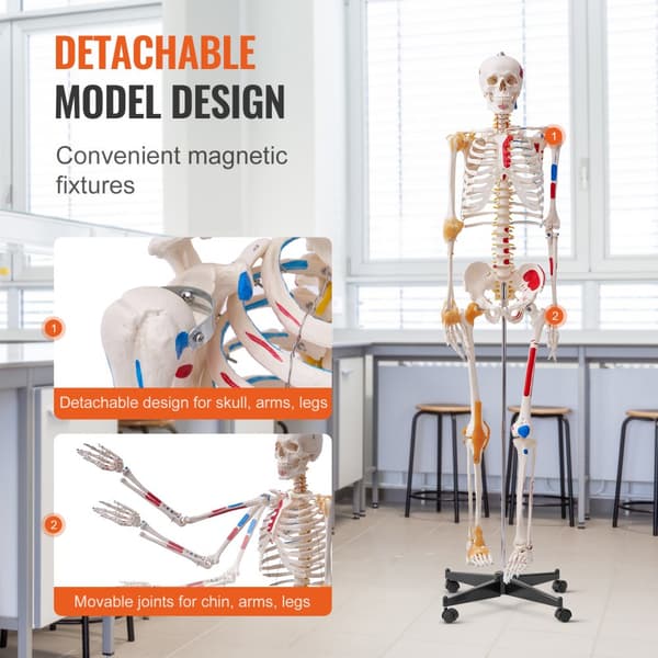 Menneskelig skeletmodel i naturlig størrelse (182 cm) i PVC, detaljeret til anatomisk undervisning med bevægelige led og muskelinfo.