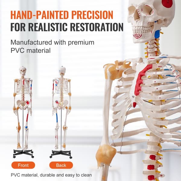 Menneskelig skeletmodel i naturlig størrelse (182 cm) i PVC, detaljeret til anatomisk undervisning med bevægelige led og muskelinfo.