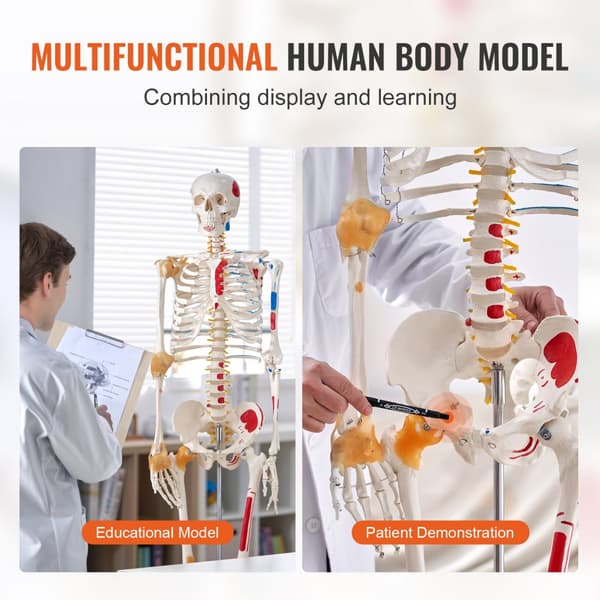 Menneskelig skeletmodel i naturlig størrelse (182 cm) i PVC, detaljeret til anatomisk undervisning med bevægelige led og muskelinfo.