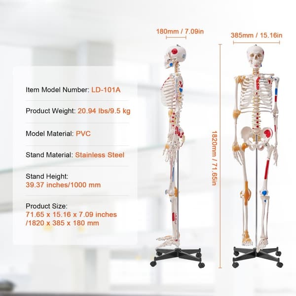 Menneskelig skeletmodel i naturlig størrelse (182 cm) i PVC, detaljeret til anatomisk undervisning med bevægelige led og muskelinfo.