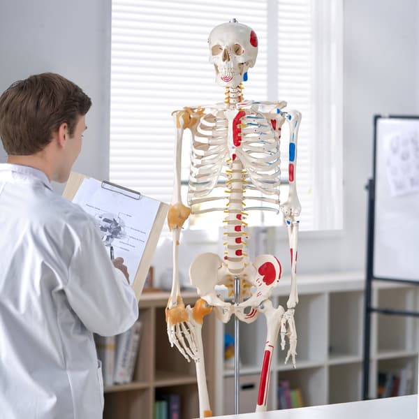 Menneskelig skeletmodel i naturlig størrelse (182 cm) i PVC, detaljeret til anatomisk undervisning med bevægelige led og muskelinfo.