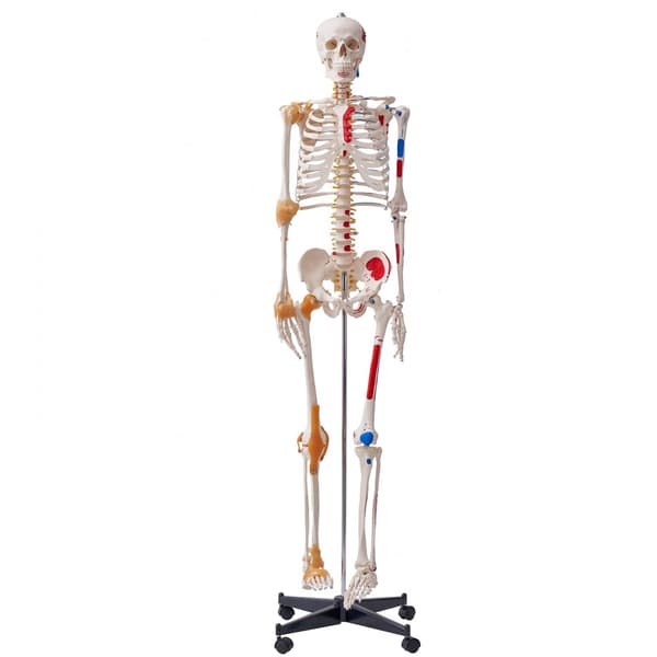 Menneskelig skeletmodel i naturlig størrelse (182 cm) i PVC, detaljeret til anatomisk undervisning med bevægelige led og muskelinfo.