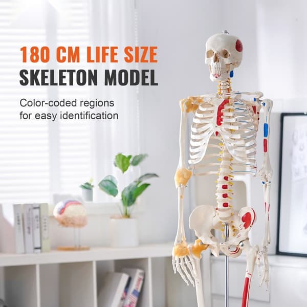 Menneskelig skeletmodel i naturlig størrelse (182 cm) i PVC, detaljeret til anatomisk undervisning med bevægelige led og muskelinfo.