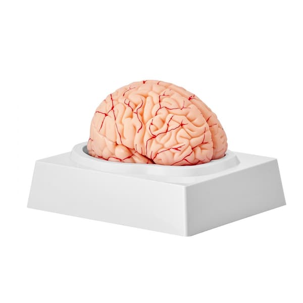 Menneskehjernemodel, 1:1 naturtro 9-delt med etiketter, aftagelig til undervisning og forskning, klasseværelsesdisplay.