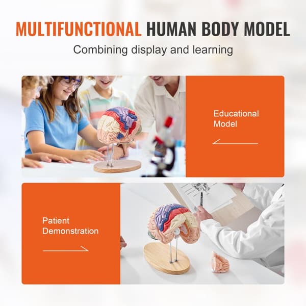 Menneskelig hjernemodel i 2X livsstørrelse, anatomisk med etiketter og farvekodet base til undervisning og forskning. Perfekt til studier!