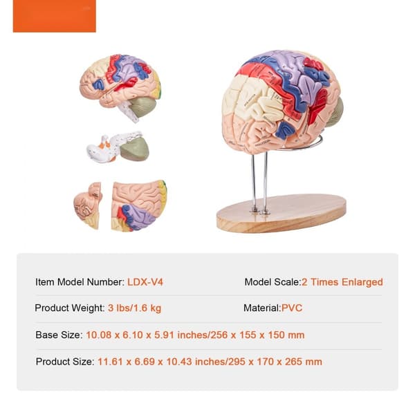 Menneskelig hjernemodel i 2X livsstørrelse, anatomisk med etiketter og farvekodet base til undervisning og forskning. Perfekt til studier!