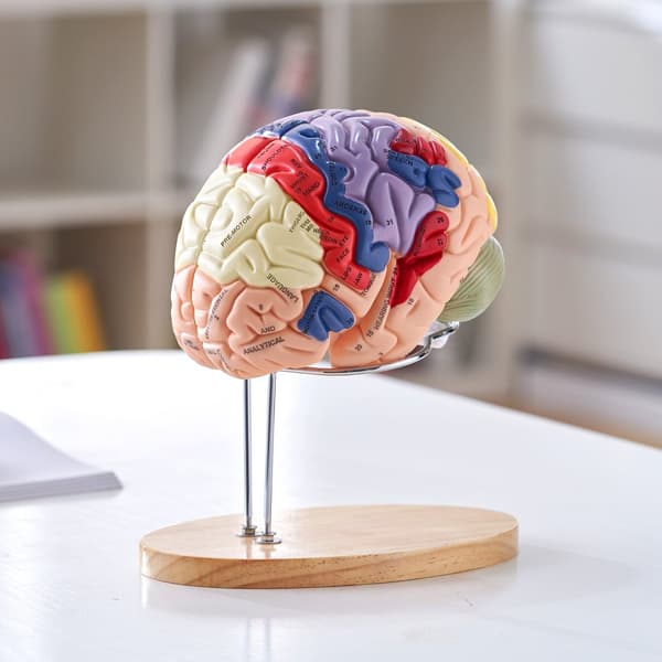 Menneskelig hjernemodel i 2X livsstørrelse, anatomisk med etiketter og farvekodet base til undervisning og forskning. Perfekt til studier!