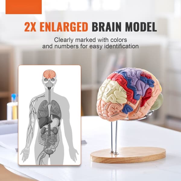 Menneskelig hjernemodel i 2X livsstørrelse, anatomisk med etiketter og farvekodet base til undervisning og forskning. Perfekt til studier!