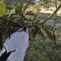 Miniatyrbillede 6 af 6: Teleskopisk frugtplukker med 4 m klinge