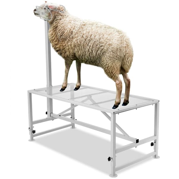 Vuohen trimmausteline 21"-33", korkeus 47x23 cm, valkoinen pöytälevy, kestävä eläinteline