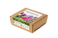 Pikkukuva 2 / 2: Click Grow Click and Grow Smart Garden Refill 9 pakuočių Vibrant Flower Mix