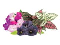Pikkukuva 1 / 2: Click Grow Click and Grow Smart Garden Refill 9 pakuočių Vibrant Flower Mix