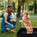 Miniatyrbild 8 av 11: Hundlekhage 4 paneler, hopfällbar hundträningspenna i metall, 36 tum, hållbar och lättanvänd, tryggt utrymme för din hund
