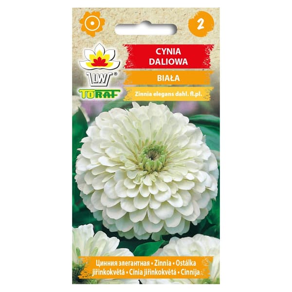 Hvite dahliazinniafrø - Store, doble blomster til blomsterbed og buketter