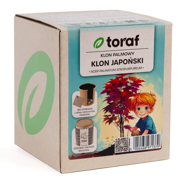Japansk lønn frøsett og potte - dyrk et praktfullt prydtre