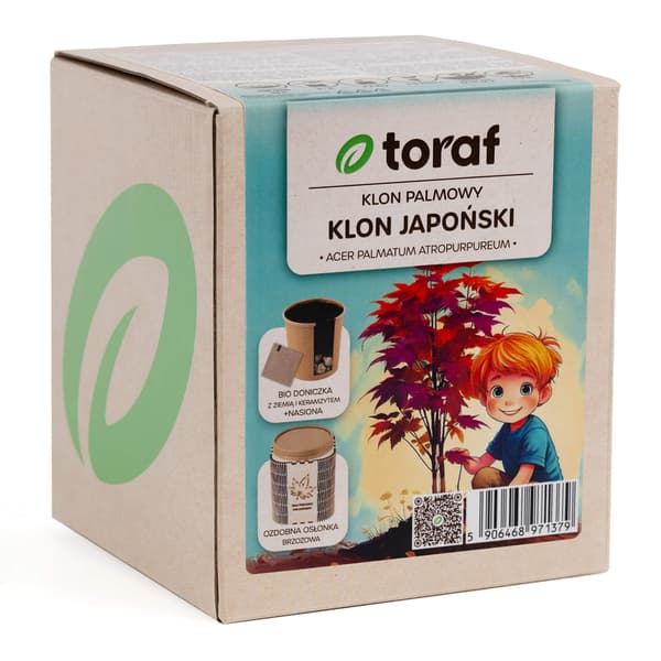 Japaninvaahteran siemenistö ja kasvatusastia - Kasvata upea koristepuu