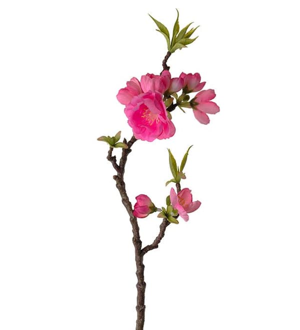 Äppelblom kvist Mr Plant 40cm