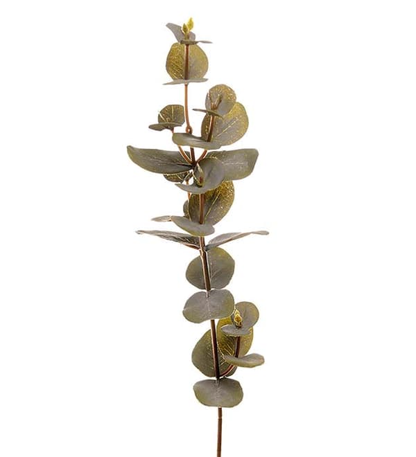 Eucalyptus Mr Plant 40cm