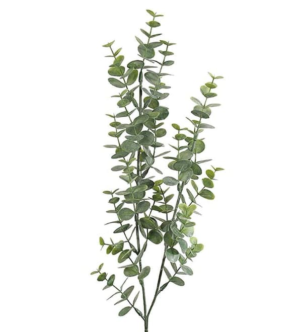 Eucalyptus Mr Plant 74cm