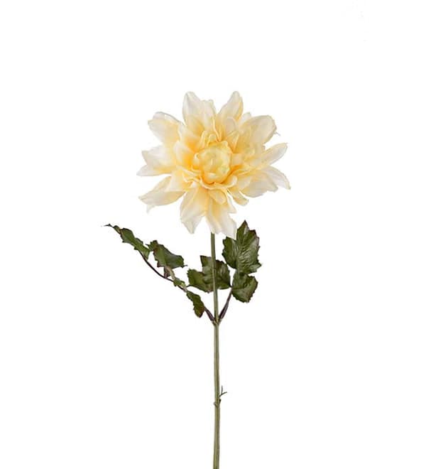 Dahlia Mr Plant 45cm