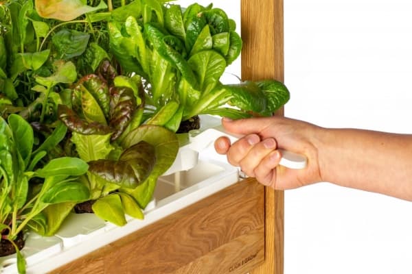 Click and Grow 25 - Black (Salad Greens 54x pack)