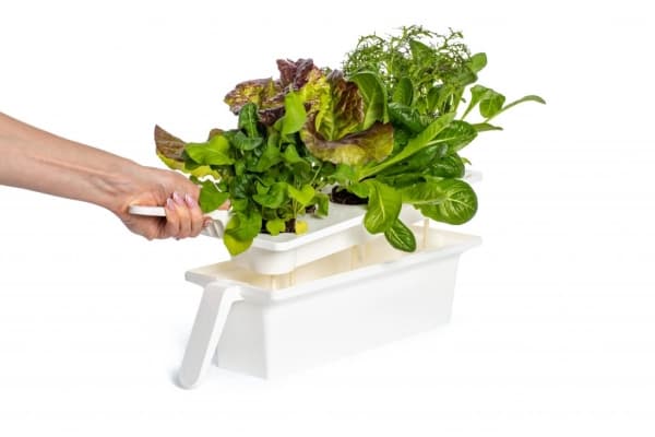 Click and Grow 25 - Black (Salad Greens 54x pack)