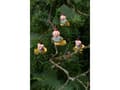 Miniatyrbilde 2 av 2: Juletræsclips Janus 6-Pack