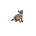 Miniatyrbillede 5 af 6: INF Realistisk Wolf Figure Sæt med 4 stykker Gray Wolf