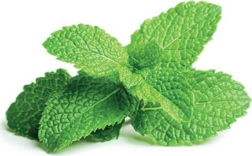 EMSA Click & Grow, Pepparmynta