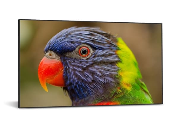 DynaScan DS752LR4 - 75" Diagonalklasse LED-bakgrunnsbelyst LCD-skjerm - 4K UHD (2160p) 3840 x 2160 - svart